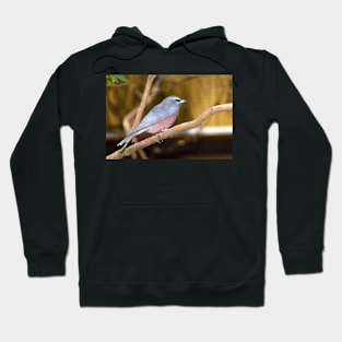 White-browed Wood Swallow Hoodie